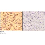 Anti-4E-BP1 (phospho-T37) Antibody from Bioworld Technology (BS4746) - Antibodies.com