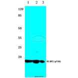 Anti-4E-BP1 (phospho-T46) Antibody from Bioworld Technology (BS4747) - Antibodies.com