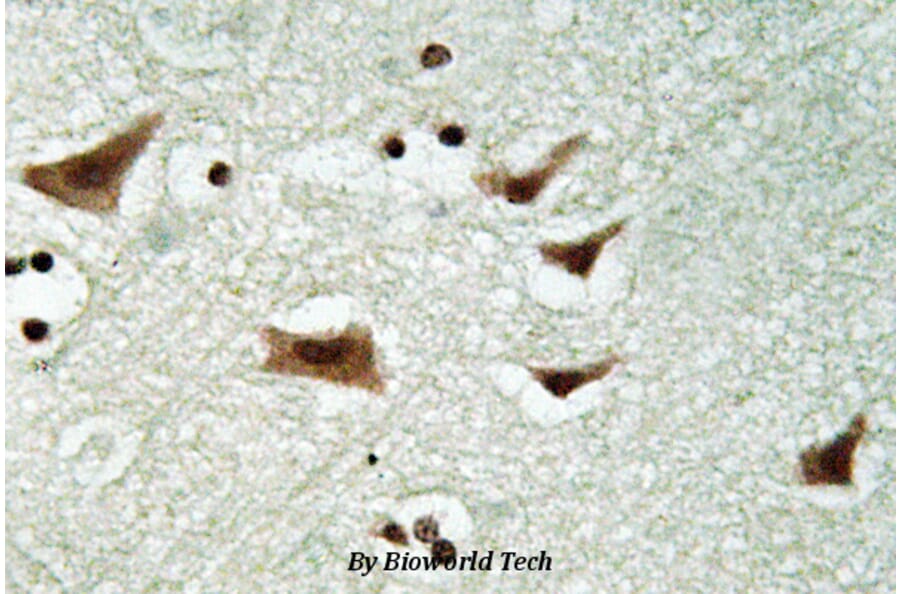 Anti-eIF4E (phospho-S209) Antibody from Bioworld Technology (BS4748) - Antibodies.com