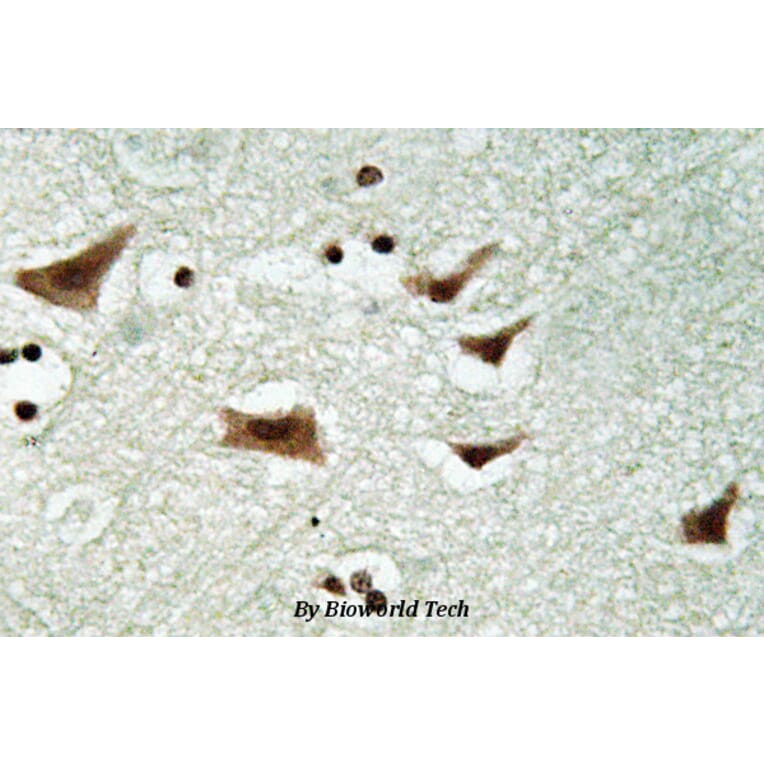 Anti-eIF4E (phospho-S209) Antibody from Bioworld Technology (BS4748) - Antibodies.com