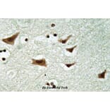 Anti-eIF4E (phospho-S209) Antibody from Bioworld Technology (BS4748) - Antibodies.com
