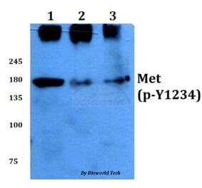 Anti-c-Met (phospho-Y1234) Antibody from Bioworld Technology (BS4752) - Antibodies.com