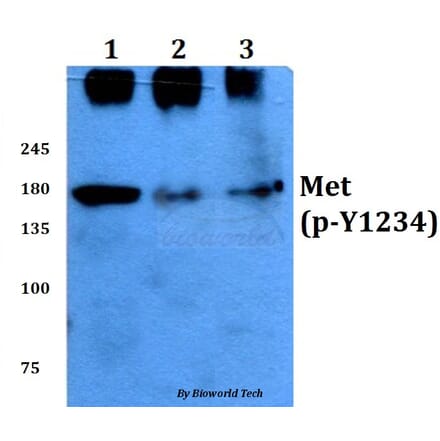 Anti-c-Met (phospho-Y1234) Antibody from Bioworld Technology (BS4752) - Antibodies.com