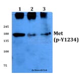 Anti-c-Met (phospho-Y1234) Antibody from Bioworld Technology (BS4752) - Antibodies.com