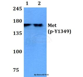 Anti-c-Met (phospho-Y1349) Antibody from Bioworld Technology (BS4753) - Antibodies.com