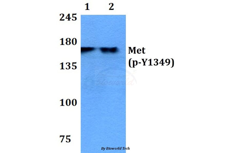 Anti-c-Met (phospho-Y1349) Antibody from Bioworld Technology (BS4753) - Antibodies.com