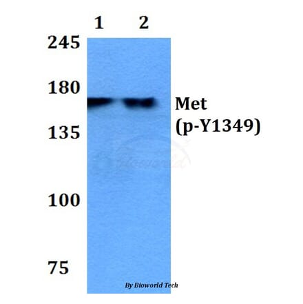 Anti-c-Met (phospho-Y1349) Antibody from Bioworld Technology (BS4753) - Antibodies.com
