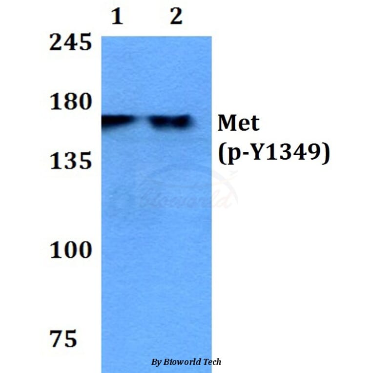 Anti-c-Met (phospho-Y1349) Antibody from Bioworld Technology (BS4753) - Antibodies.com