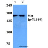 Anti-c-Met (phospho-Y1349) Antibody from Bioworld Technology (BS4753) - Antibodies.com