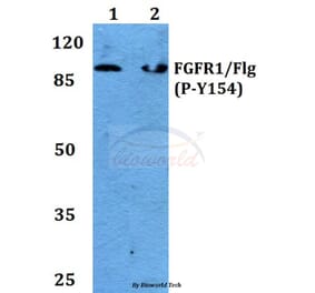 Anti-FGFR1 (phospho-Y154) Antibody from Bioworld Technology (BS4754) - Antibodies.com