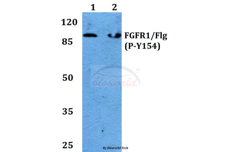 Anti-FGFR1 (phospho-Y154) Antibody from Bioworld Technology (BS4754) - Antibodies.com