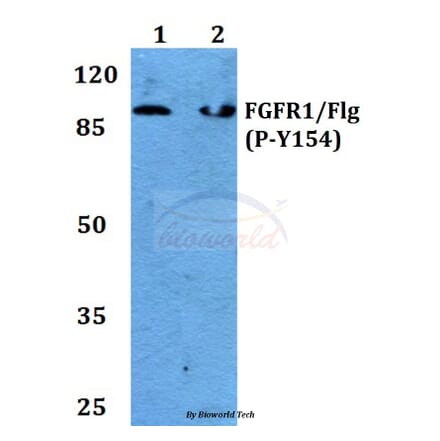 Anti-FGFR1 (phospho-Y154) Antibody from Bioworld Technology (BS4754) - Antibodies.com