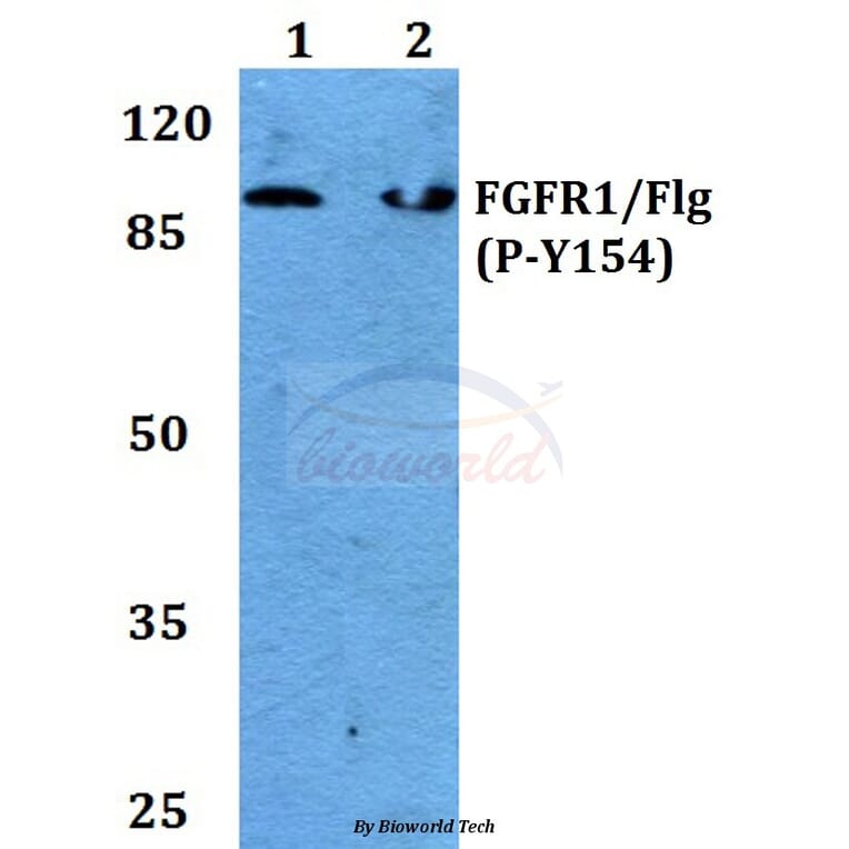 Anti-FGFR1 (phospho-Y154) Antibody from Bioworld Technology (BS4754) - Antibodies.com