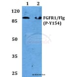 Anti-FGFR1 (phospho-Y154) Antibody from Bioworld Technology (BS4754) - Antibodies.com