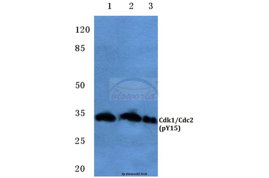 Anti-Cdk1/Cdc2 (phospho-Y15) Antibody from Bioworld Technology (BS4758) - Antibodies.com