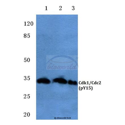 Anti-Cdk1/Cdc2 (phospho-Y15) Antibody from Bioworld Technology (BS4758) - Antibodies.com