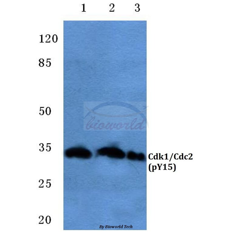 Anti-Cdk1/Cdc2 (phospho-Y15) Antibody from Bioworld Technology (BS4758) - Antibodies.com