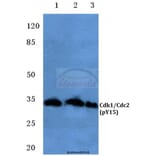 Anti-Cdk1/Cdc2 (phospho-Y15) Antibody from Bioworld Technology (BS4758) - Antibodies.com