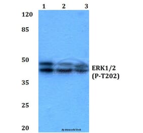 Anti-ERK 1/2 (phospho-T202) Antibody from Bioworld Technology (BS4759) - Antibodies.com