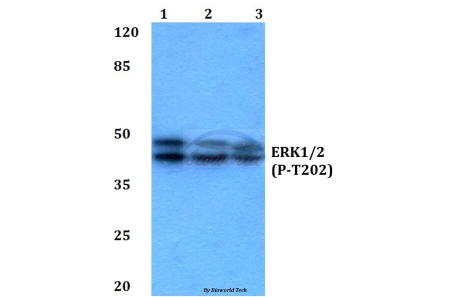 Anti-ERK 1/2 (phospho-T202) Antibody from Bioworld Technology (BS4759) - Antibodies.com
