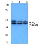 Anti-ERK 1/2 (phospho-T202) Antibody from Bioworld Technology (BS4759) - Antibodies.com