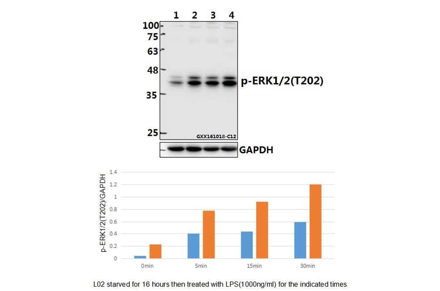 Anti-ERK 1/2 (phospho-T202) Antibody from Bioworld Technology (BS4759) - Antibodies.com