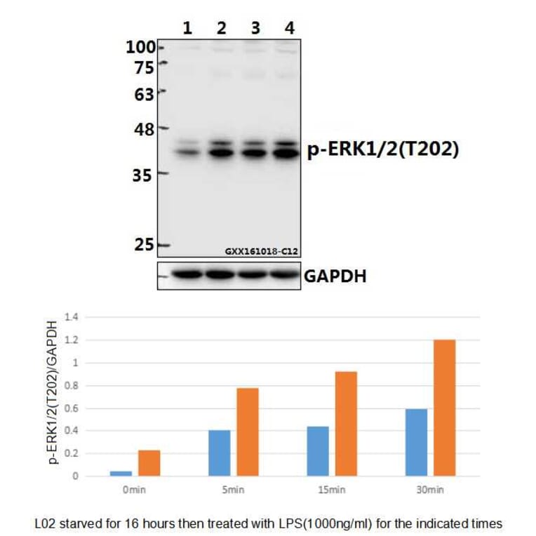 Anti-ERK 1/2 (phospho-T202) Antibody from Bioworld Technology (BS4759) - Antibodies.com