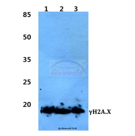 Anti-Histone H2A.X (phospho-S139) Antibody from Bioworld Technology (BS4760) - Antibodies.com