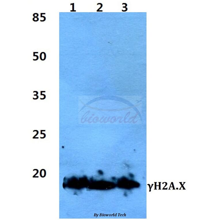 Anti-Histone H2A.X (phospho-S139) Antibody from Bioworld Technology (BS4760) - Antibodies.com