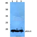 Anti-Histone H2A.X (phospho-S139) Antibody from Bioworld Technology (BS4760) - Antibodies.com
