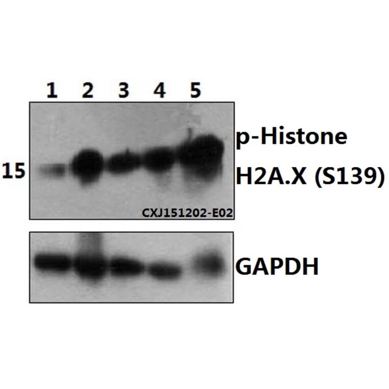 Anti-Histone H2A.X (phospho-S139) Antibody from Bioworld Technology (BS4760) - Antibodies.com
