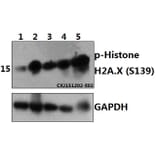 Anti-Histone H2A.X (phospho-S139) Antibody from Bioworld Technology (BS4760) - Antibodies.com