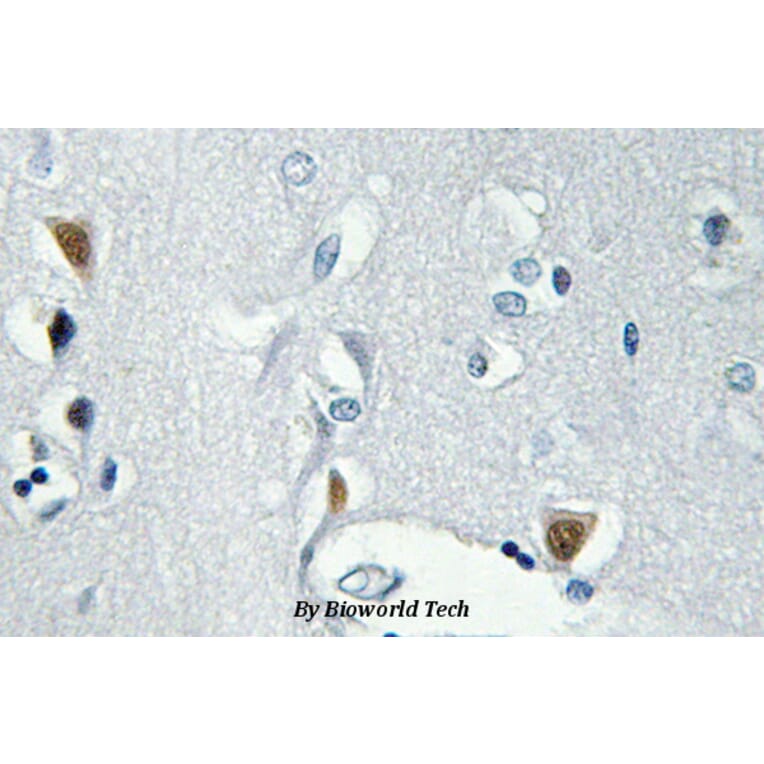 Anti-Histone H2A.X (phospho-S139) Antibody from Bioworld Technology (BS4760) - Antibodies.com