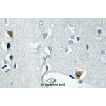 Anti-Histone H2A.X (phospho-S139) Antibody from Bioworld Technology (BS4760) - Antibodies.com