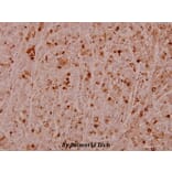 Anti-HSP27 (phospho-S82) Antibody from Bioworld Technology (BS4762) - Antibodies.com