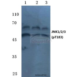 Anti-JNK1/2/3 (phospho-T183) Antibody from Bioworld Technology (BS4763) - Antibodies.com