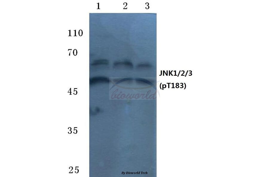 Anti-JNK1/2/3 (phospho-T183) Antibody from Bioworld Technology (BS4763) - Antibodies.com
