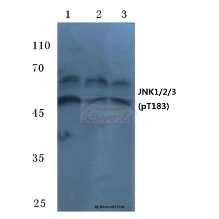 Anti-JNK1/2/3 (phospho-T183) Antibody from Bioworld Technology (BS4763) - Antibodies.com