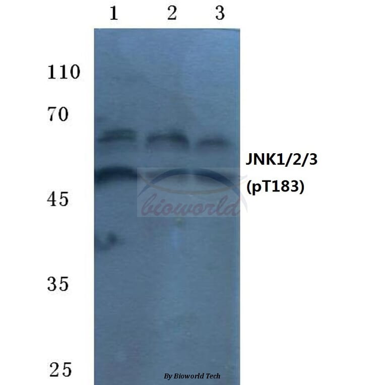 Anti-JNK1/2/3 (phospho-T183) Antibody from Bioworld Technology (BS4763) - Antibodies.com