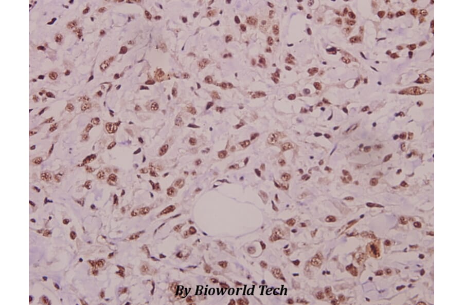 Anti-JNK1/2/3 (phospho-T183) Antibody from Bioworld Technology (BS4763) - Antibodies.com