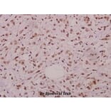 Anti-JNK1/2/3 (phospho-T183) Antibody from Bioworld Technology (BS4763) - Antibodies.com