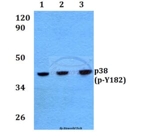 Anti-p38 (phospho-Y182) Antibody from Bioworld Technology (BS4766) - Antibodies.com