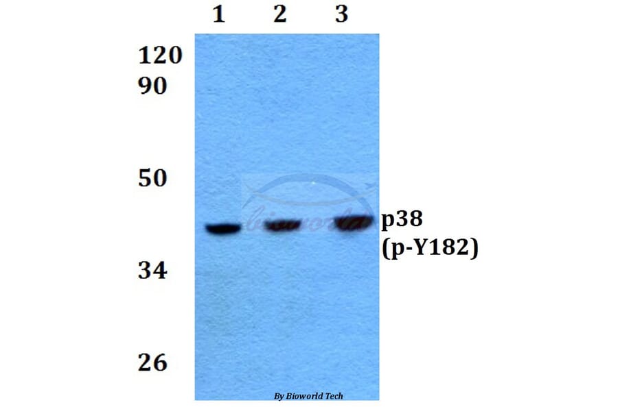 Anti-p38 (phospho-Y182) Antibody from Bioworld Technology (BS4766) - Antibodies.com