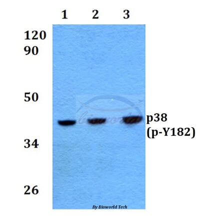 Anti-p38 (phospho-Y182) Antibody from Bioworld Technology (BS4766) - Antibodies.com