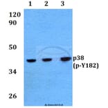 Anti-p38 (phospho-Y182) Antibody from Bioworld Technology (BS4766) - Antibodies.com