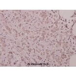 Anti-p38 (phospho-Y182) Antibody from Bioworld Technology (BS4766) - Antibodies.com