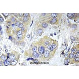 Anti-p70 S6K (phospho-S411) Antibody from Bioworld Technology (BS4767) - Antibodies.com