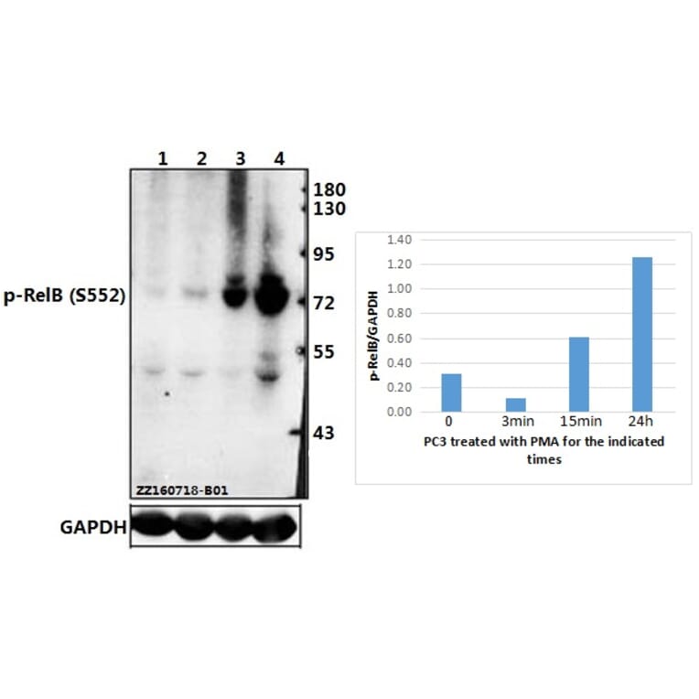 Anti Rel B Phospho S552 Antibody A27721