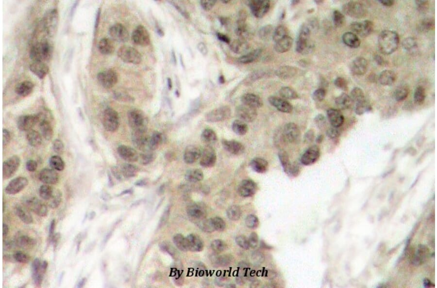 Anti-Synuclein-α (phospho-Y133) Antibody from Bioworld Technology (BS4772) - Antibodies.com