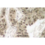 Anti-Synuclein-α (phospho-Y133) Antibody from Bioworld Technology (BS4772) - Antibodies.com